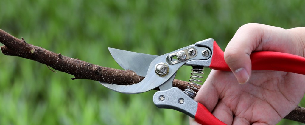 Top Pruning Shears for Every&nbsp;Gardener